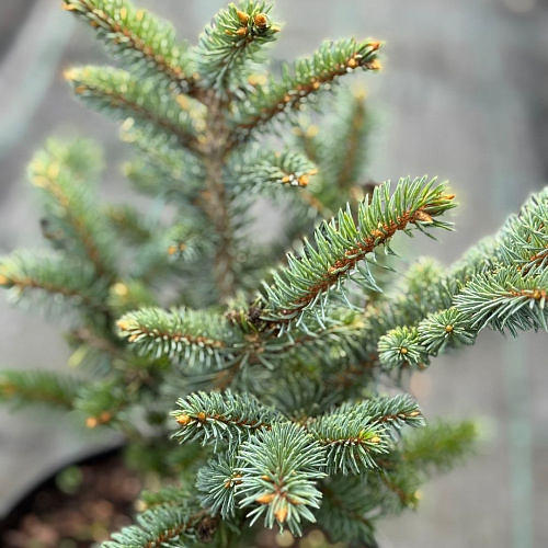 Ель колючая Глаука Глобоза (Glauca Globosa) 25-30 см Ель колючая Глаука Глобоза (Glauca Globosa) 25-30 см