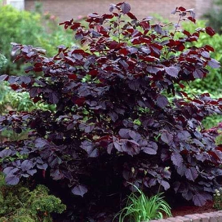 Лещина Syrena обыкновенная С2