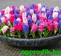 Гиацинт Purple Sensation Гиацинт Purple Sensation