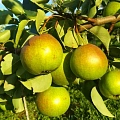 Груша Купала (однолетка) Груша Купала (однолетка)