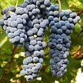 Виноград Маршал Фош Виноград Маршал Фош