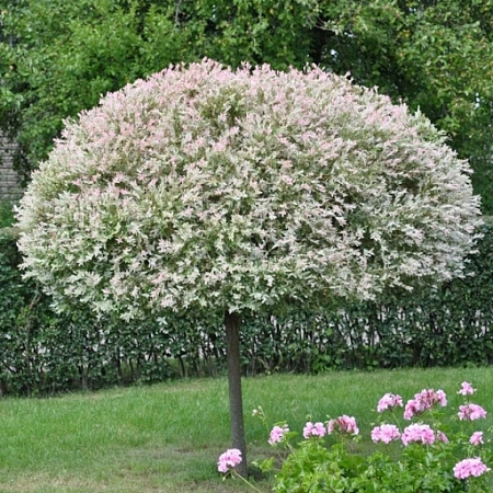 Ива цельнолистная Hakuro-nishiki на штамбе 120-130 см горшок С3