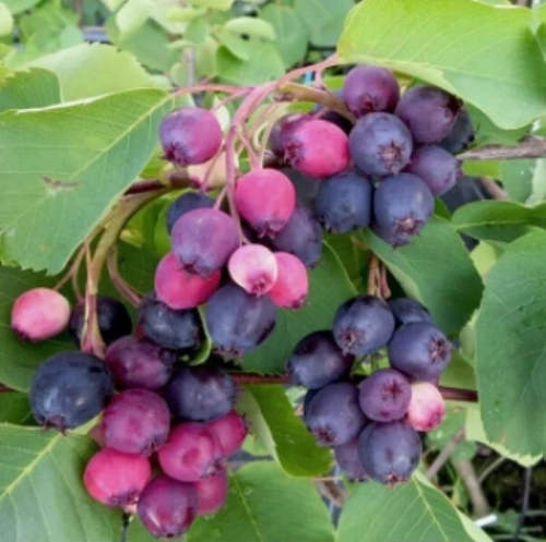 Ирга садовая Нортлайн Ирга садовая Нортлайн