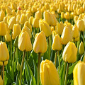 Тюльпан Golden Parade (5 шт. в уп.) Тюльпан Golden Parade (5 шт. в уп.)