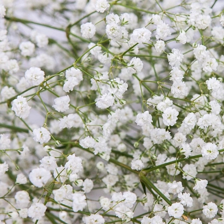 Гипсофила Pan. White (2 шт. в уп.)