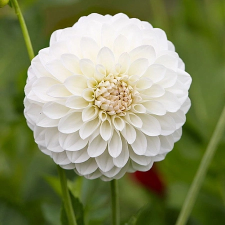 Георгина Boom Boom White (уп. 1 шт) Георгина Boom Boom White (уп. 1 шт)