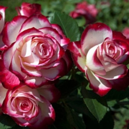 Роза флорибунда в ассорт.