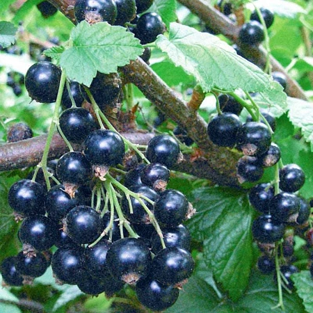 Смородина черная Tihope С3