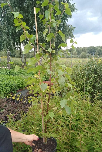 Береза Fastigiata повислая С3 Береза Fastigiata повислая С3