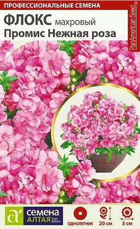 Флокс Нежная роза махровый, 5 шт Флокс Нежная роза махровый, 5 шт