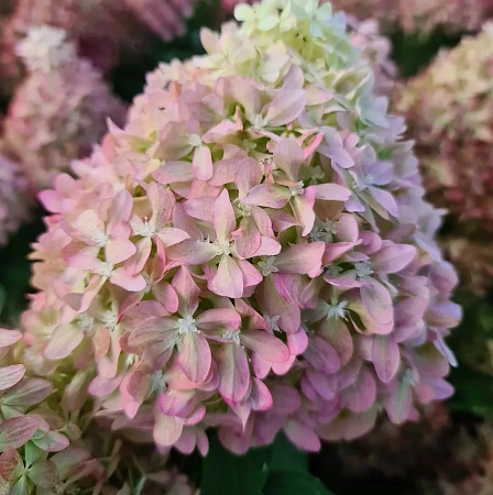 Гортензия Pixio (Пиксио) метельчатая С3 