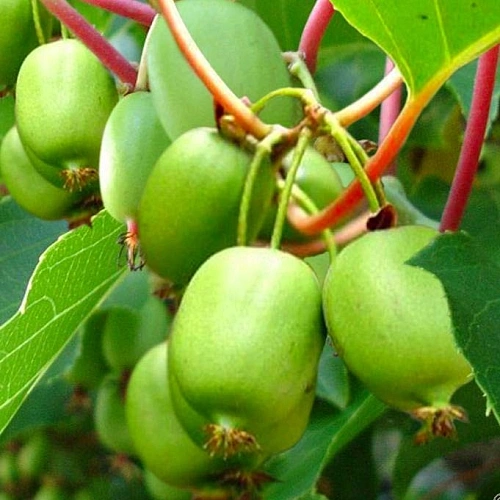 Актинидия Киевская крупноплодная Актинидия Киевская крупноплодная