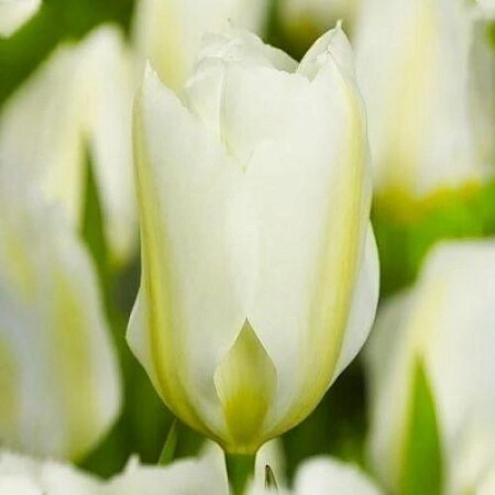 Тюльпан White Emperor (5 шт в уп.)
