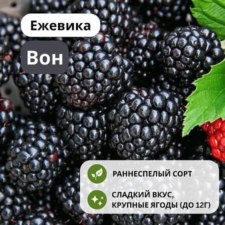Ежевика Вон бесшипная С3 Ежевика Вон бесшипная С3