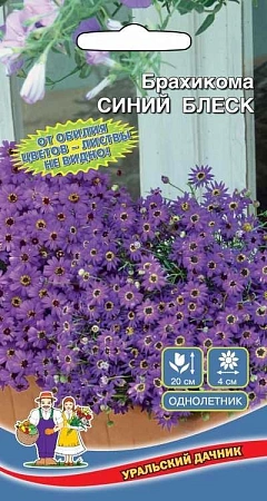 Брахикома Синий блеск (УД) Брахикома Синий блеск (УД)