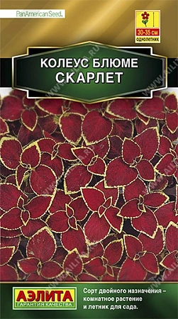Колеус блюме Скарлет, 10 шт