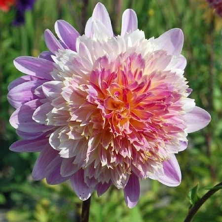 Георгина Anemone Flowering Take Off NEW