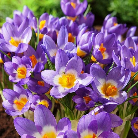 Крокус Sieberi Tricolor (15 шт. в уп.)