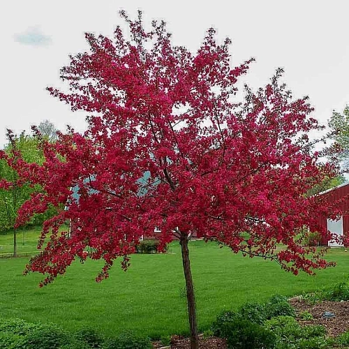 Яблоня пурпурная Ola Яблоня пурпурная Ola