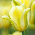 Тюльпан Formosa (8 шт. в уп.) Тюльпан Formosa (8 шт. в уп.)