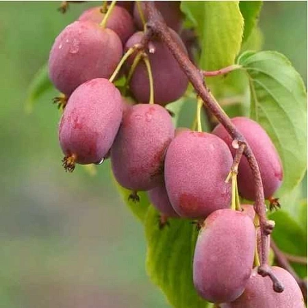 Актинидия Кенс ред (Ken's Red) женская C3 Актинидия Кенс ред (Ken's Red) женская C3