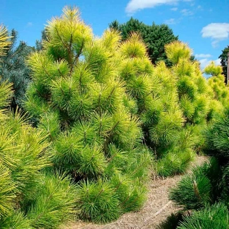 Сосна Пондероса (Pinus Ponderosa) желтая 40-60 см