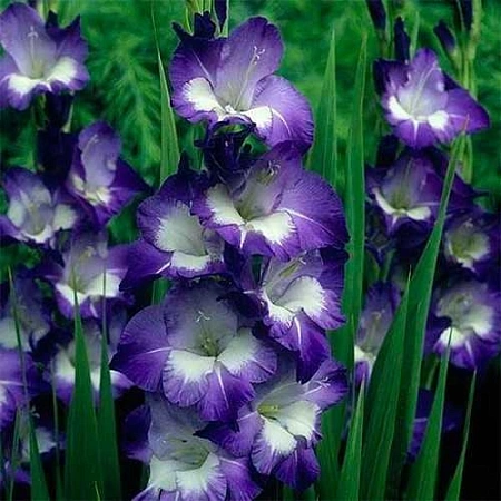 Гладиолус Kings Lynn (уп. 7 шт) Гладиолус Kings Lynn (уп. 7 шт)