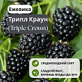 Ежевика Трипл Краун (Triple Crown) бесшипная С3 Ежевика Трипл Краун (Triple Crown) бесшипная С3