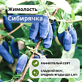 Жимолость Сибирячка съедобная С3 Жимолость Сибирячка съедобная С3