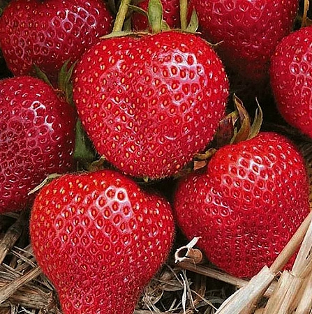 Клубника Румба