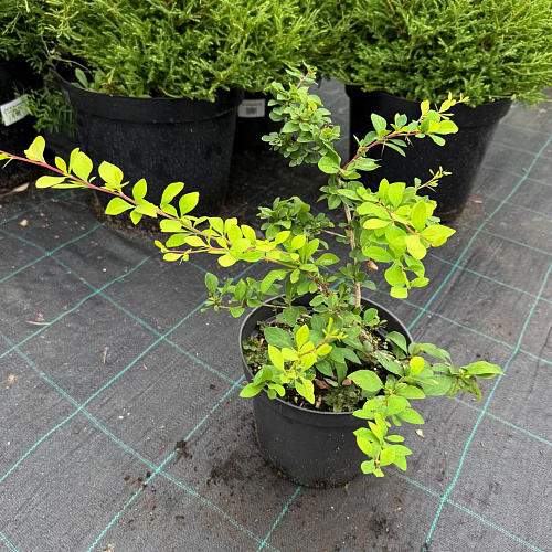 Барбарис Индиан Саммер (Indian Summer) тунберга 40-60 см Барбарис Индиан Саммер (Indian Summer) тунберга 40-60 см