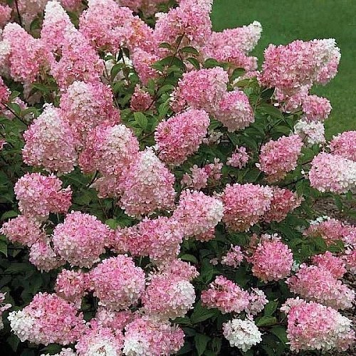 Гортензия метельчатая Living Touch of Pink 40-60 см Гортензия метельчатая Living Touch of Pink 40-60 см