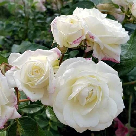 Роза флорибунда Алабастер (Alabaster) Сербия