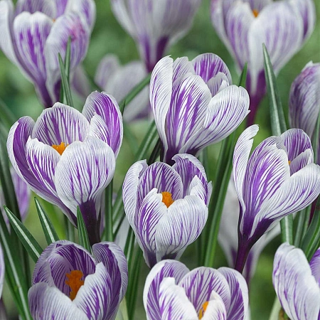 Крокус Large Striped (10 шт. в уп.)