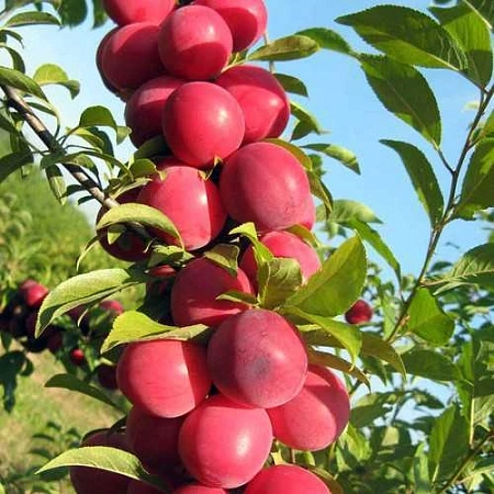 Алыча Колоновидная Алыча Колоновидная