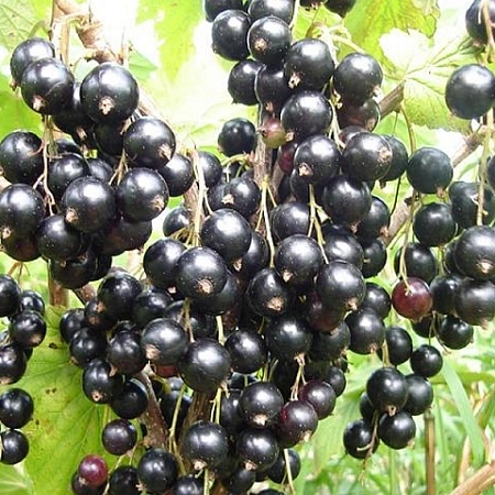 Смородина черная Черный Аист