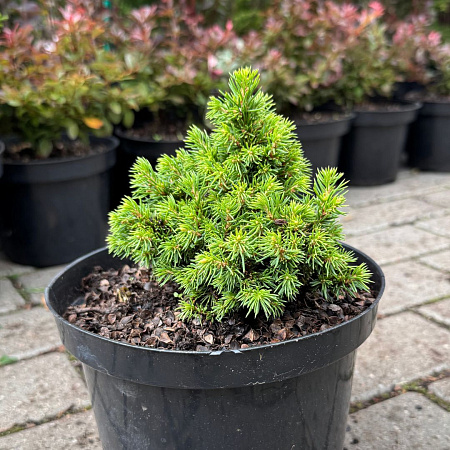 Ель Витчс Брум (Witchs Broom) 10-15 см канадская