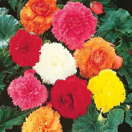 Бегония Fimbriata Mixed