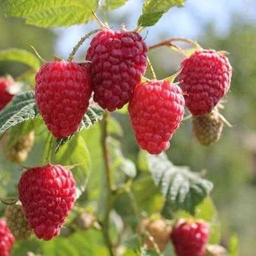 Малина Зюгана Малина Зюгана