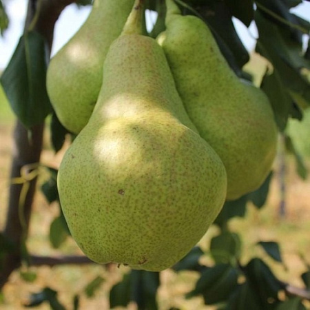 Груша Выставочная