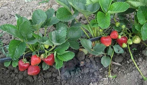 Клубника Дестини Клубника Дестини