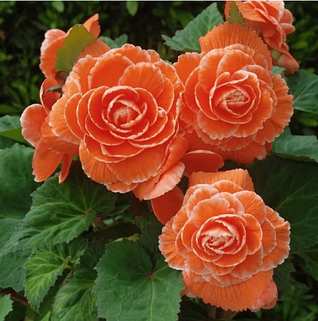 Бегония AmeriHybrid Ruffled Apricot (уп. 2 шт)