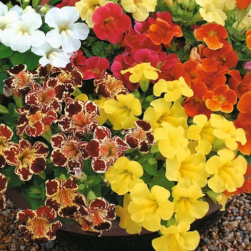 Мимулюс (губастик) Мимулюс (губастик)