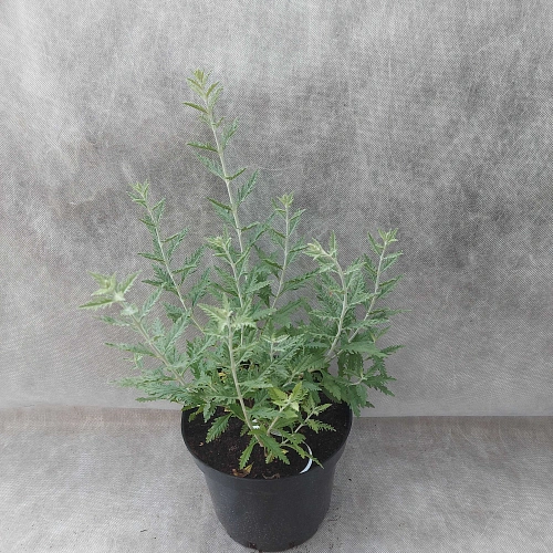 Перовския Blue Spire лебедолистная Перовския Blue Spire лебедолистная