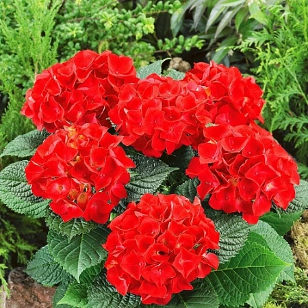 Гортензия крупнолистная Hot Red (Хот Ред)
