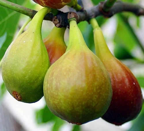 Инжир Далматский Инжир Далматский