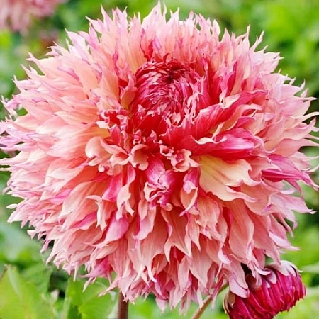 Георгина Myrtle's Folly (1 шт. в уп.)