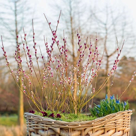 Ива Маунт Асо (Mount Aso) тонкостолбиковая