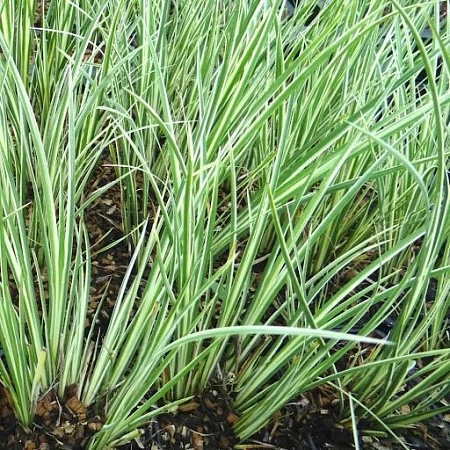 Аир злаковый Argenteostriatus