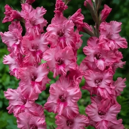 Гладиолус Kingston (уп. 7 шт)